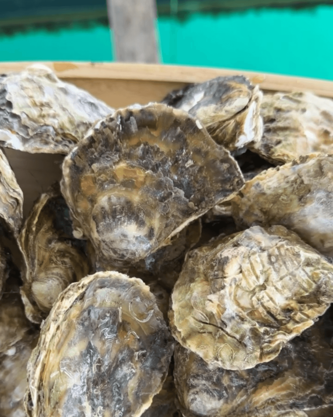 Oysters fresh from the water in Pelješac